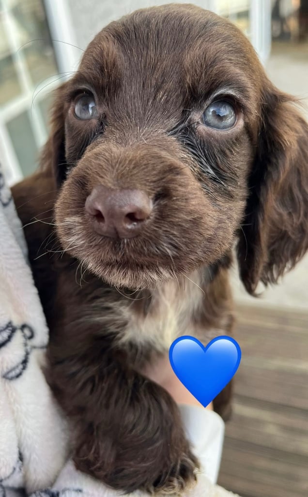 image for Cocker spaniel pups