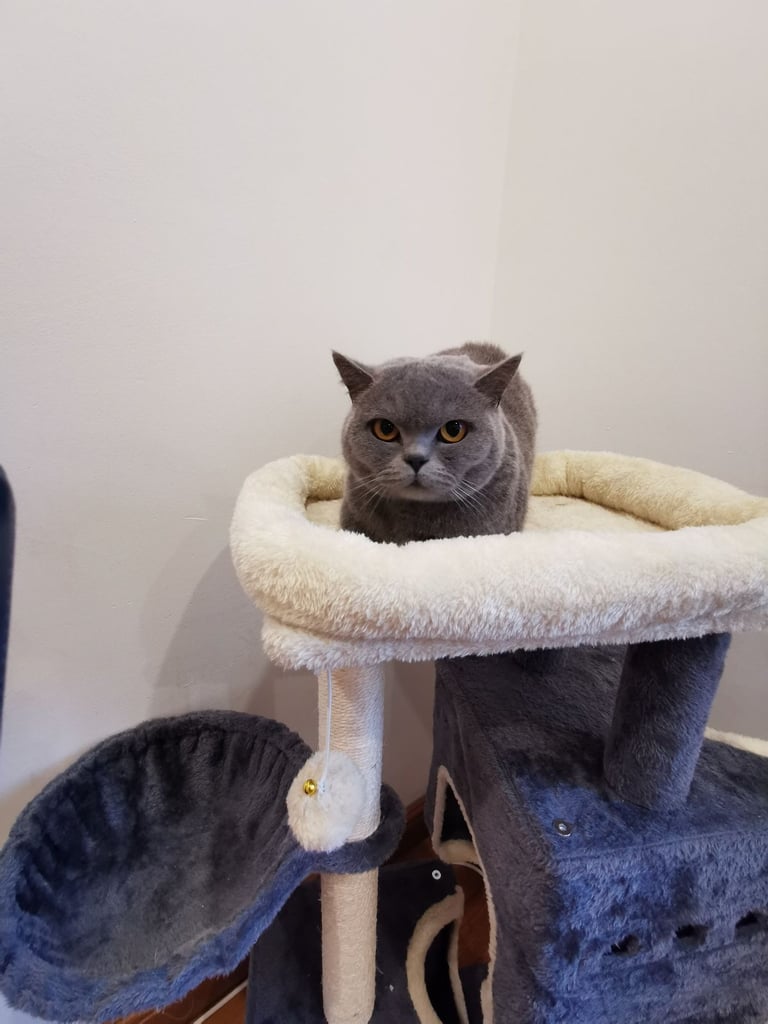 British shorthair 