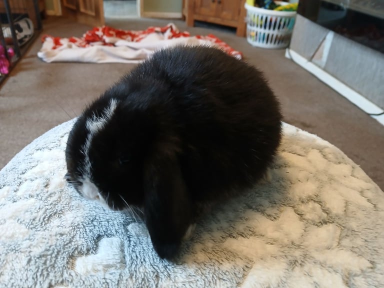 Stunning mini lop baby rabbits 