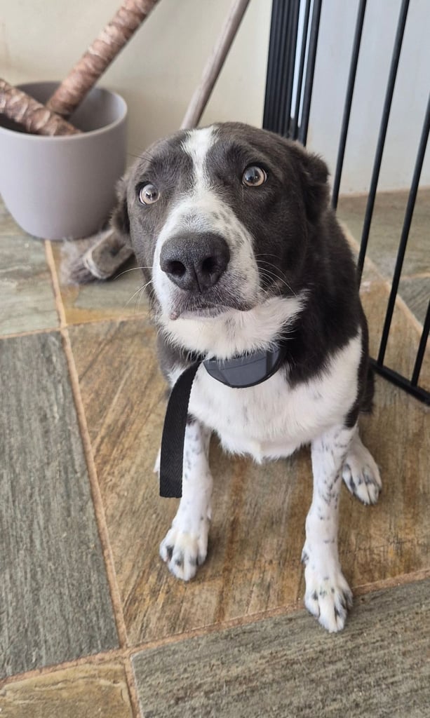 Border collies looking for new homes 