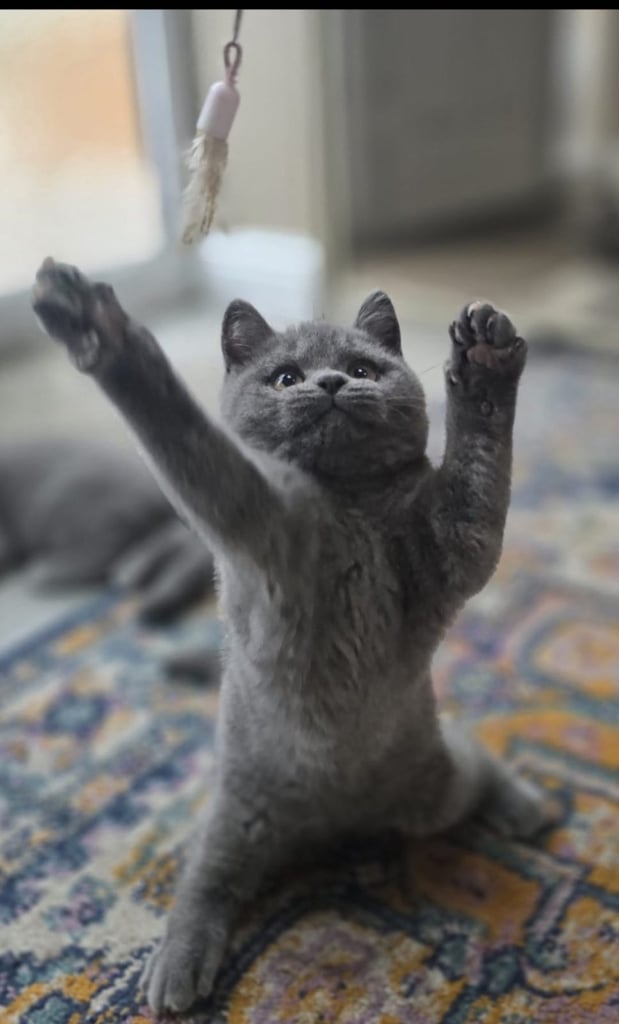 British shorthair kitten 