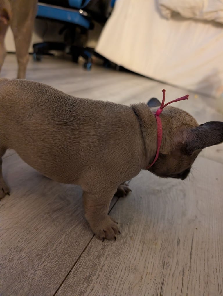 French bulldog puppies 