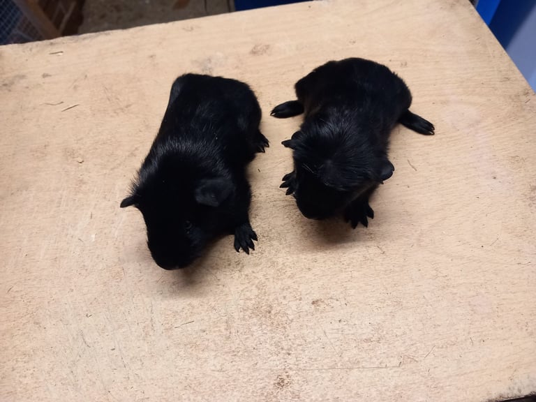 Baby guinea pigs for sale