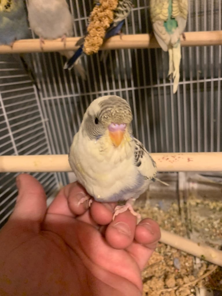 Hand tame budgie & set up 