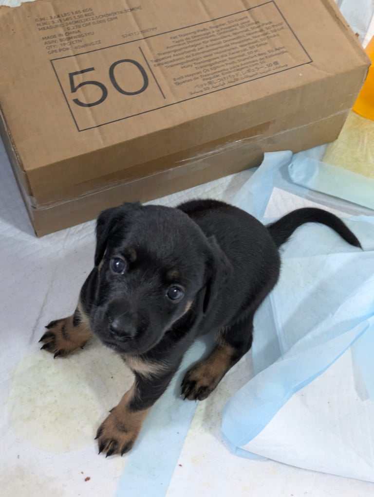 8 Springer, jack X staffy,whippet,saluki,bull greyhound puppies 
