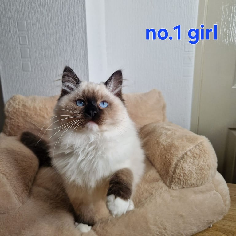 Ragdoll kittens