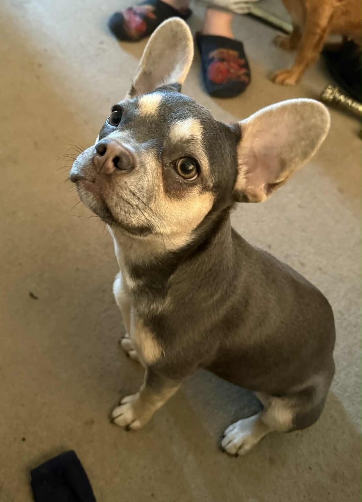 French bulldog 