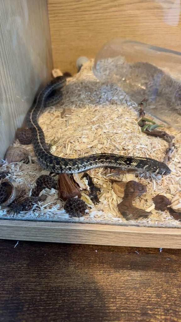 Two Garter Snakes with Large Viviarium