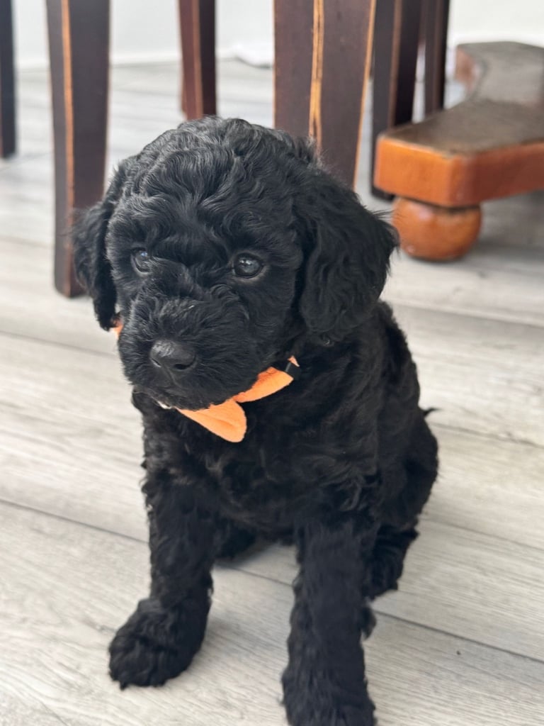 Mini Goldendoodle DNA Health Tested Parents