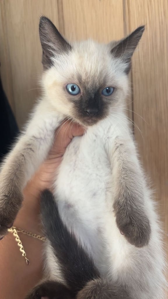 Kittens (read description)