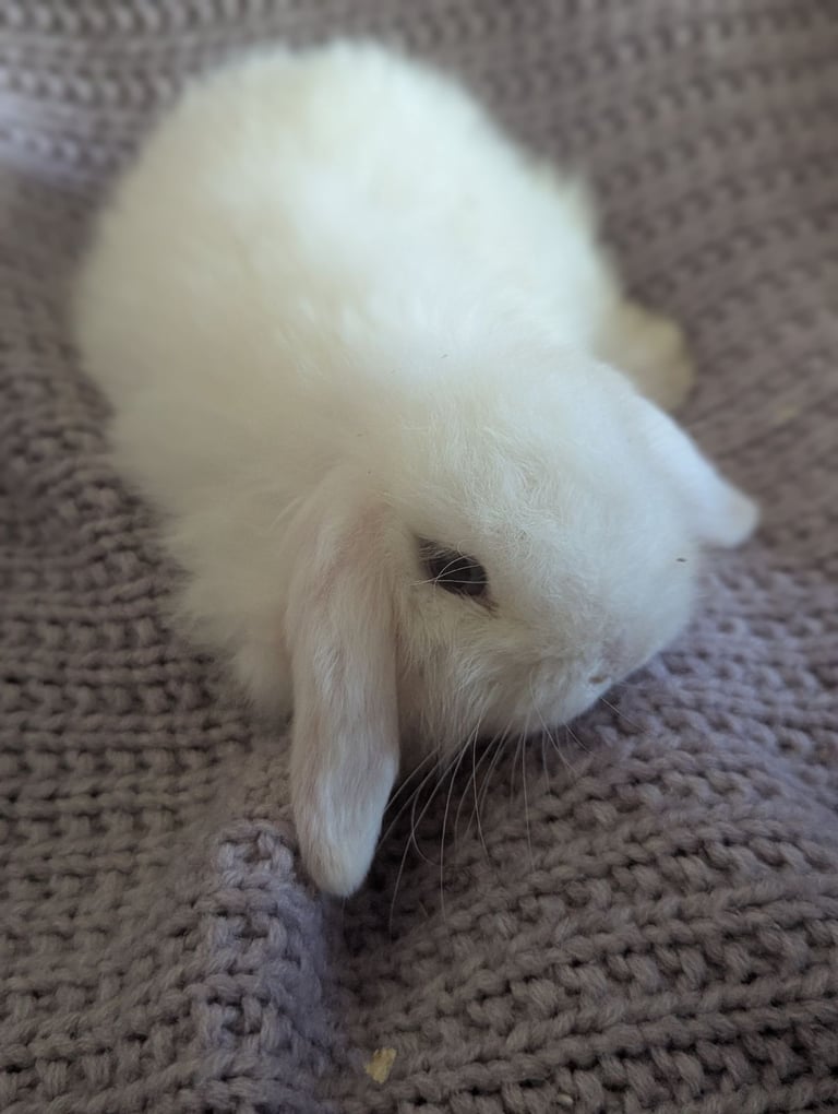 image for Mini lop babies