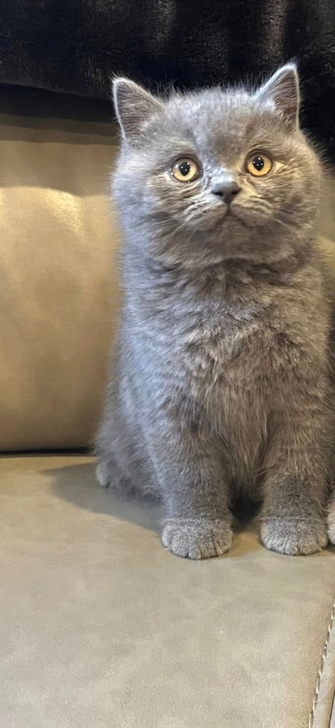 British shorthair 