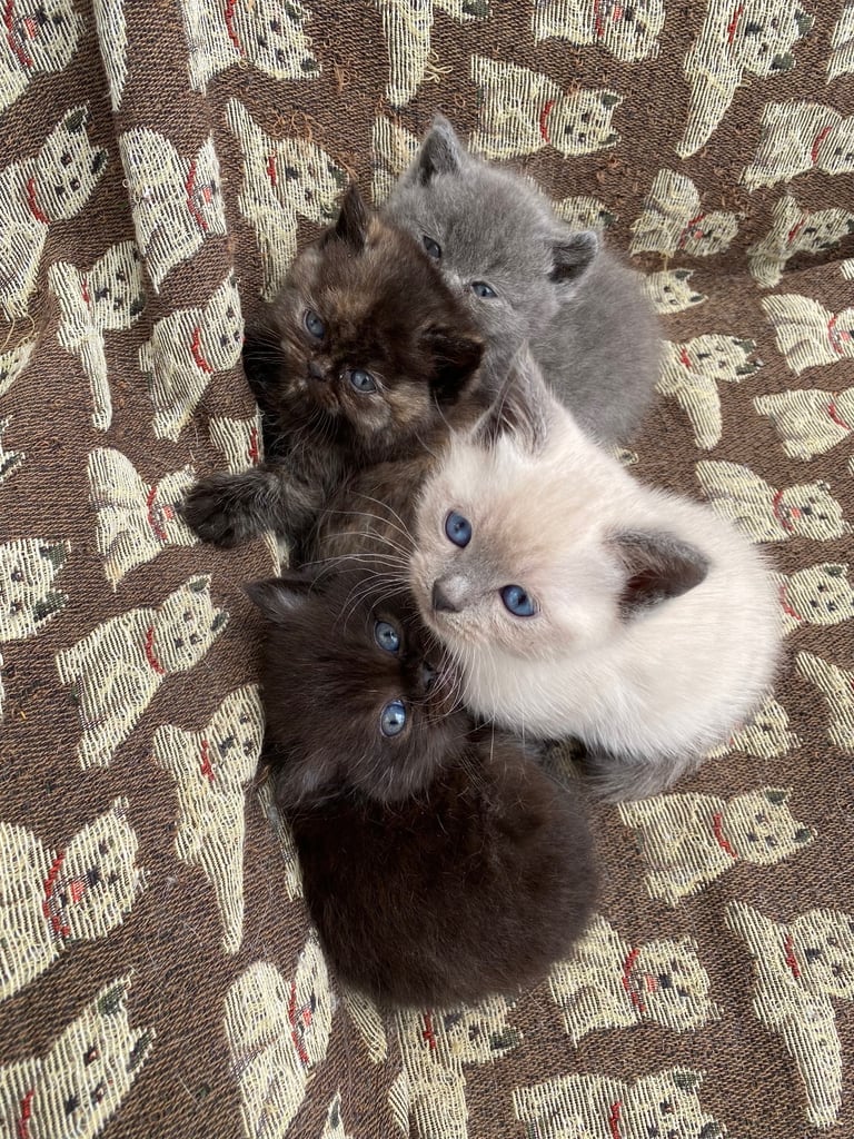 British Shorthair Kittens 