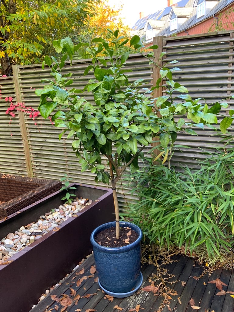 Lemon tree for sale