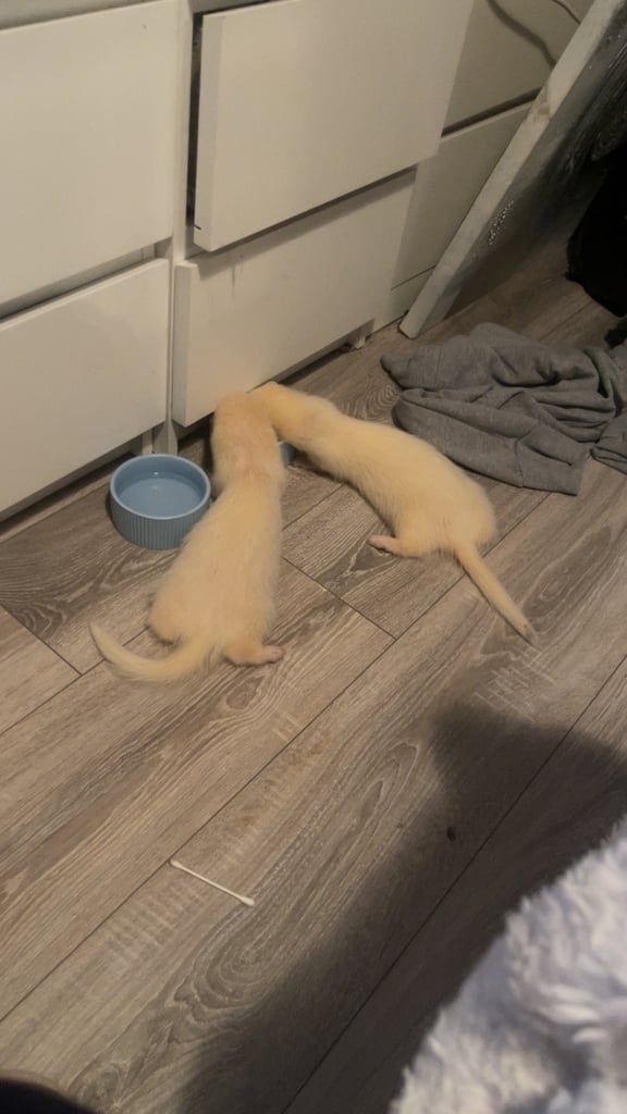 Ferret
