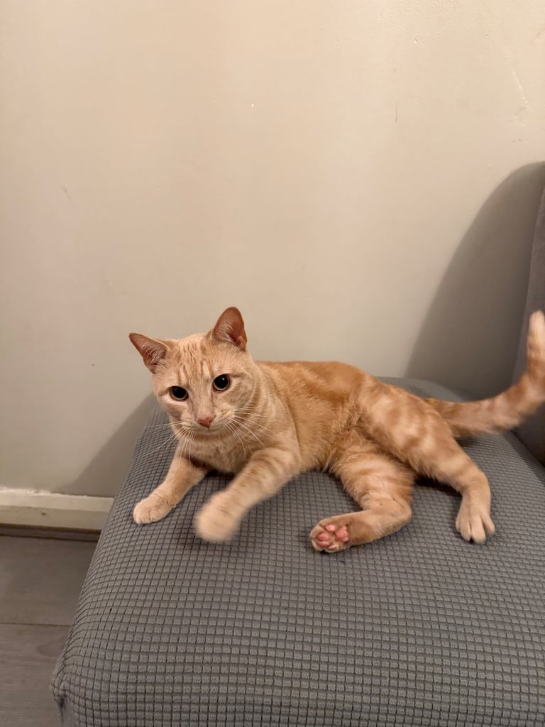 Beautiful orange tabby mixed cat