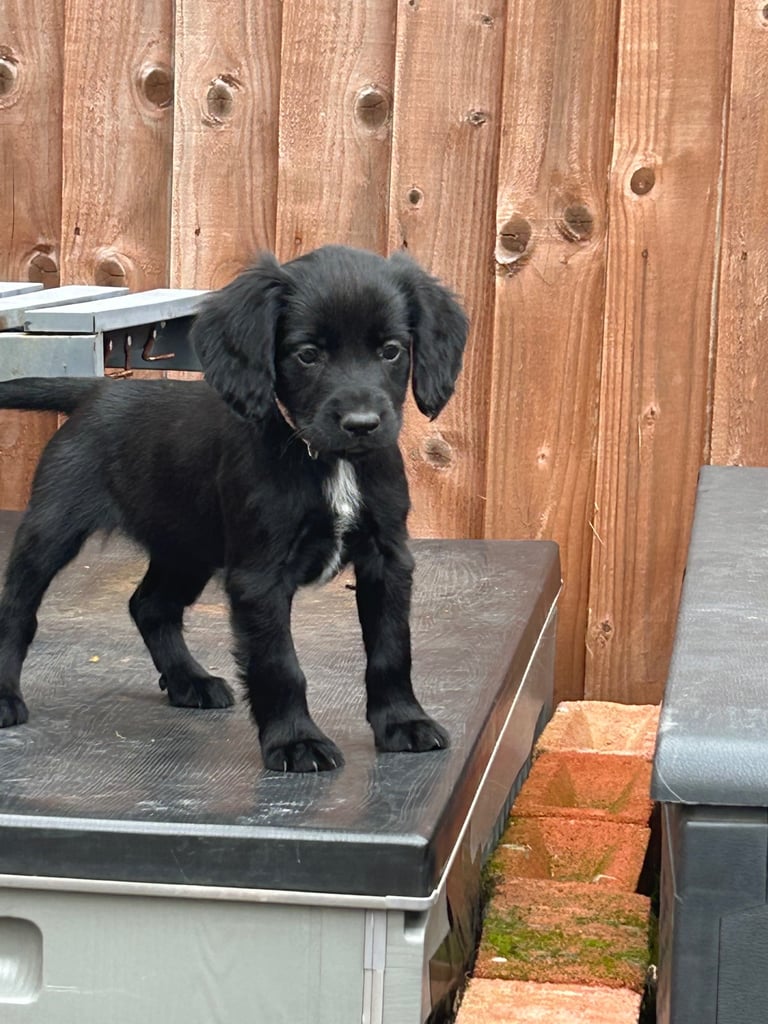 Cocker Spaniel - black bitch