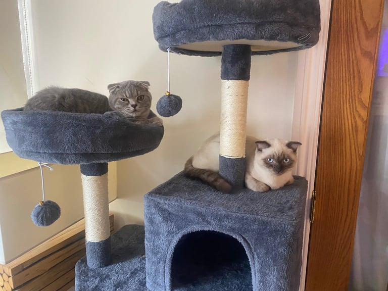 Two beautiful Scottish short hair kittens need rehoming