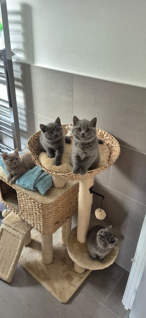 image for British shorthire kittens 