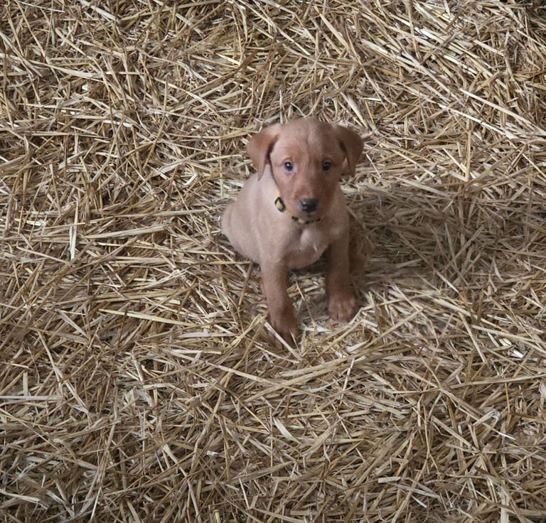 Fox Red Labrador Pups