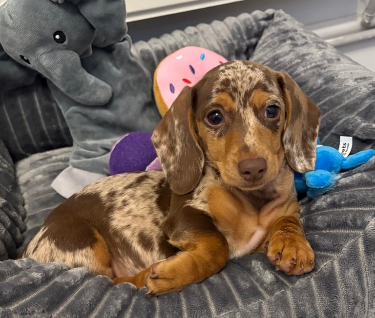 Miniature dachshund 