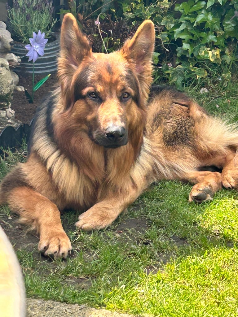 Pedigree German shepherd/ no papers