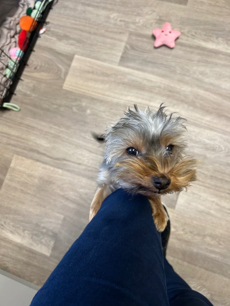 Yorkshire terrier pup