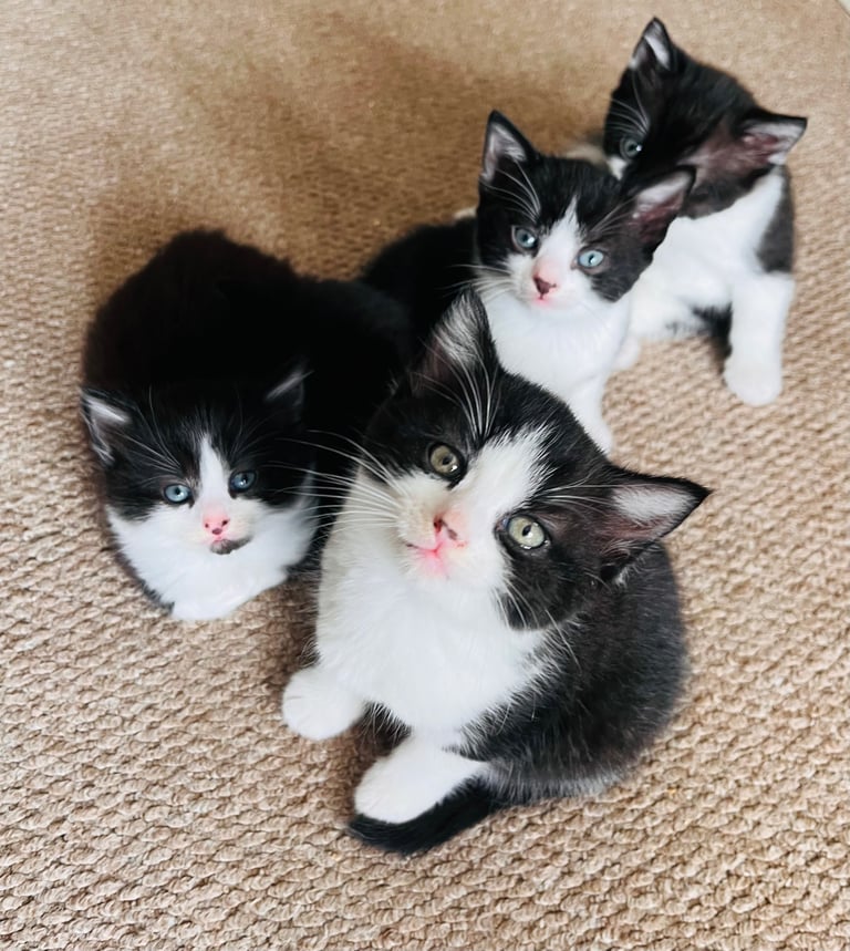 Kittens for sale - 8 weeks old and ready to go! 