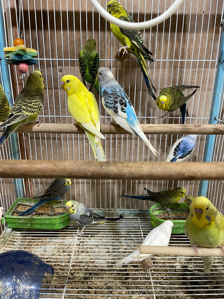 Budgies BW/Split BW