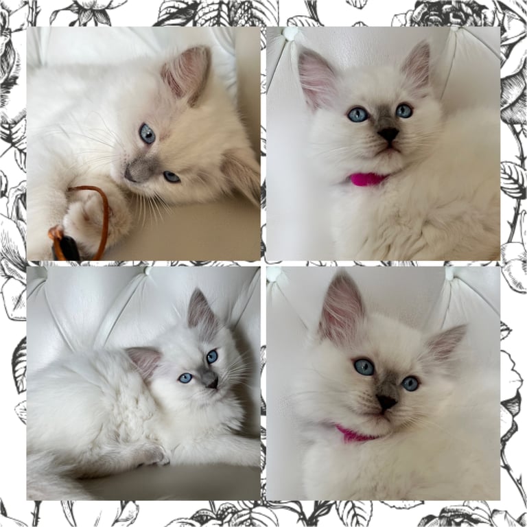 Beautiful Fluffy Ragdoll x British Shorthair Kittens (LAST ONE LEFT)