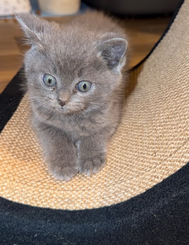 British short hair kitten 