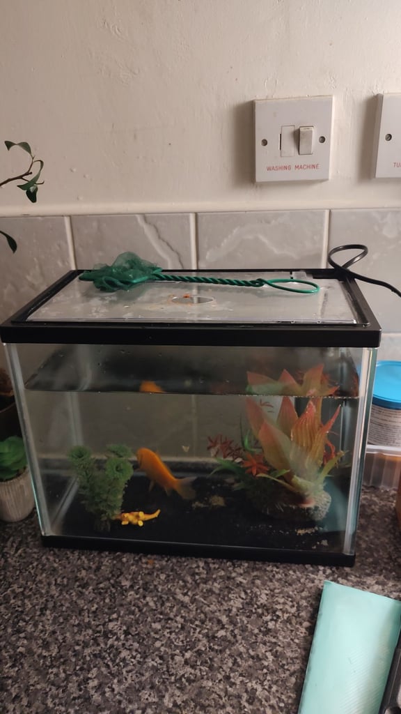 image for 25L tank with a filter and a goldfish