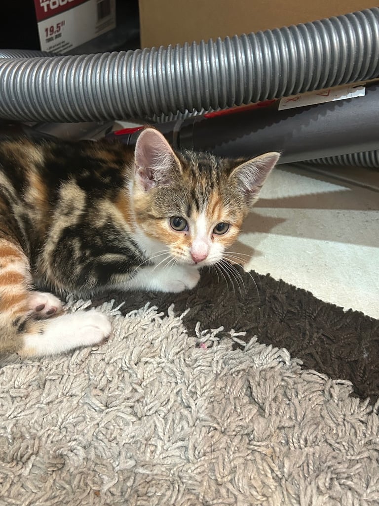 12 week kitten playful deflead, litter trained