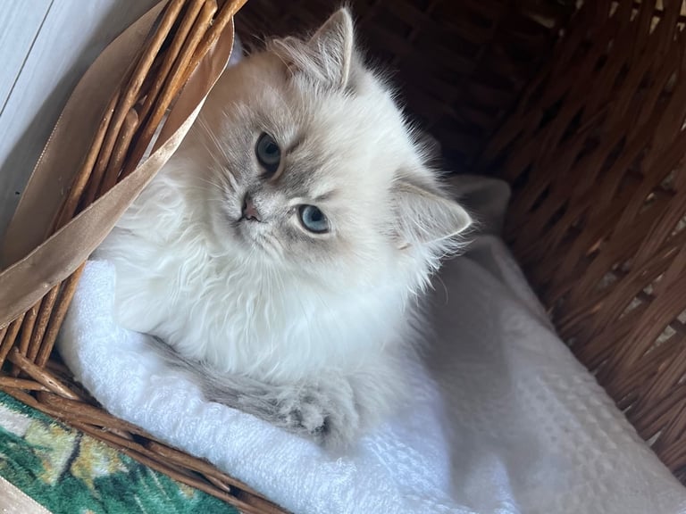 Beautiful Purebred Ragdoll Kittens