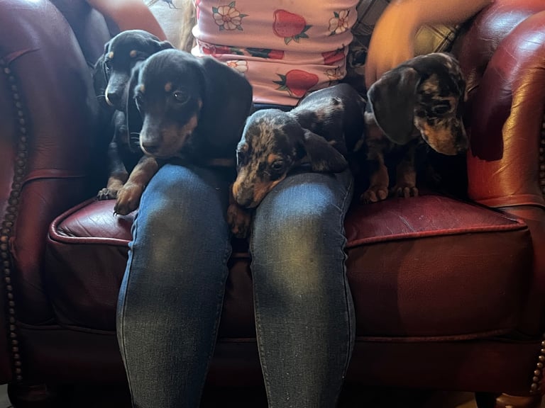 Dachshund puppies 🐶 