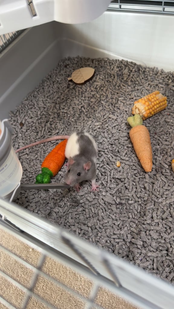 Two male rats