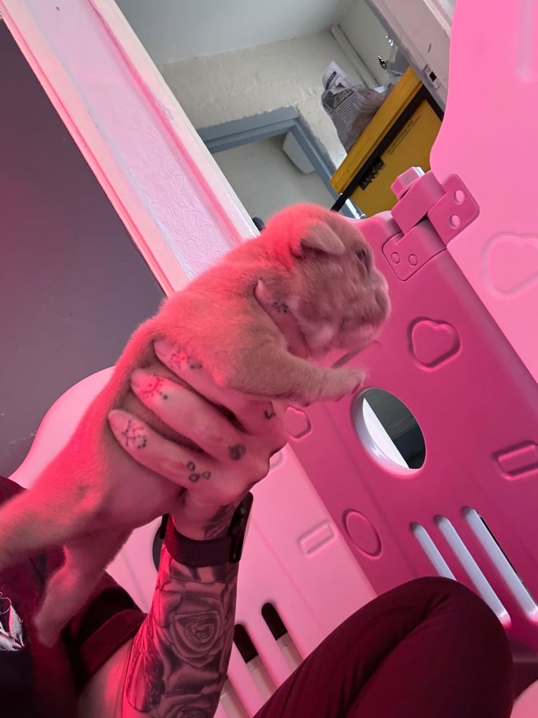 Blue fawn English Bulldogs