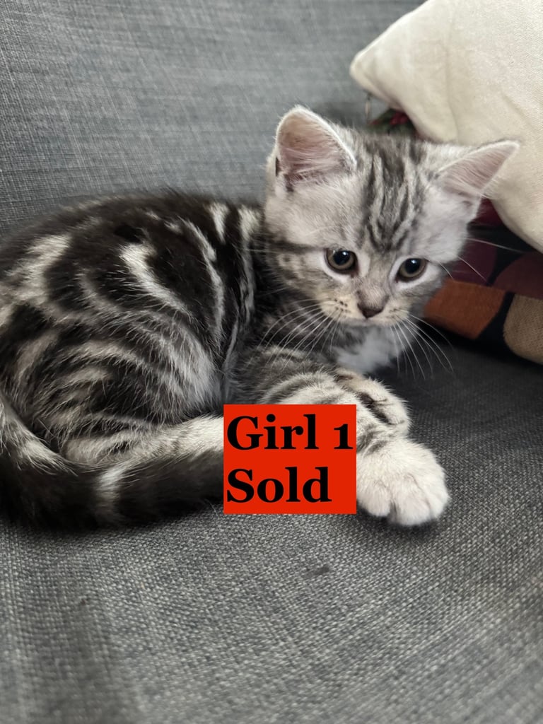 Maine Coon Mix Kittens - All Sold Now