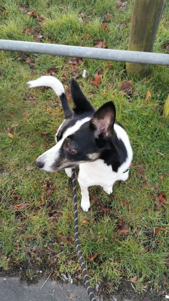 image for 4 year old Border collie needing a new home