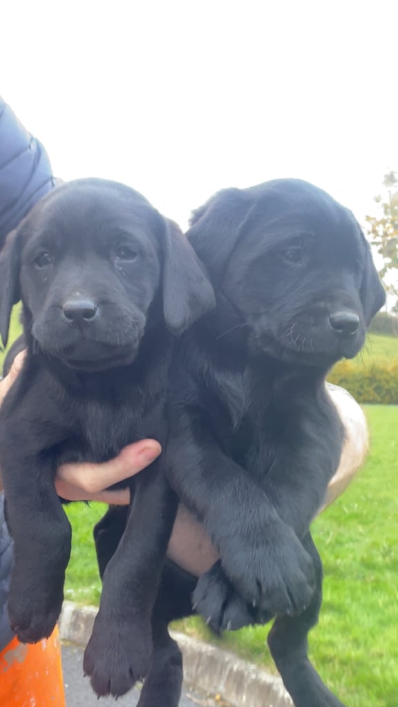 Just 3 females cracking pups left 