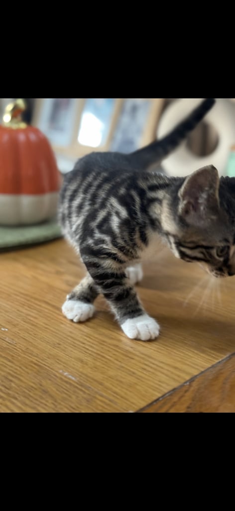 Maine coon cross Bengal kittens ready now 