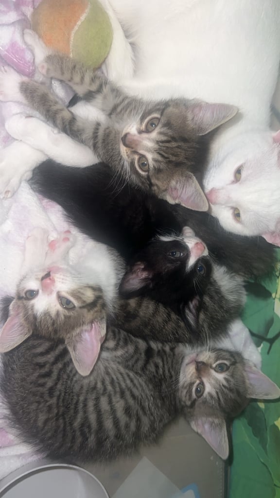 4 Kittens ready now