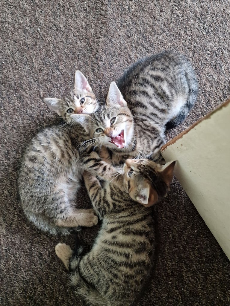 3 beautiful female kittens up for sale