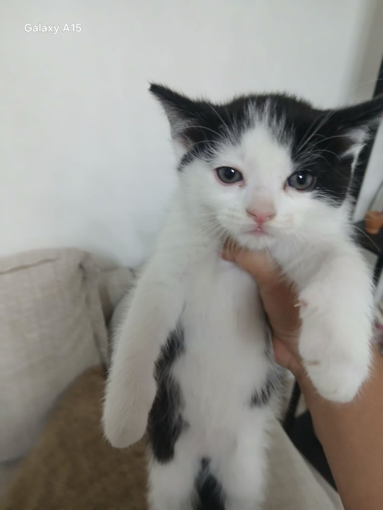 Beautiful mixed black and white ragdolls