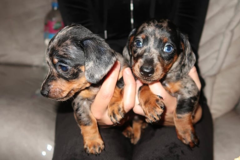 Miniature dachshund puppies 