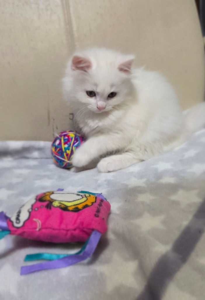 2  kittens Persian X Ragdoll