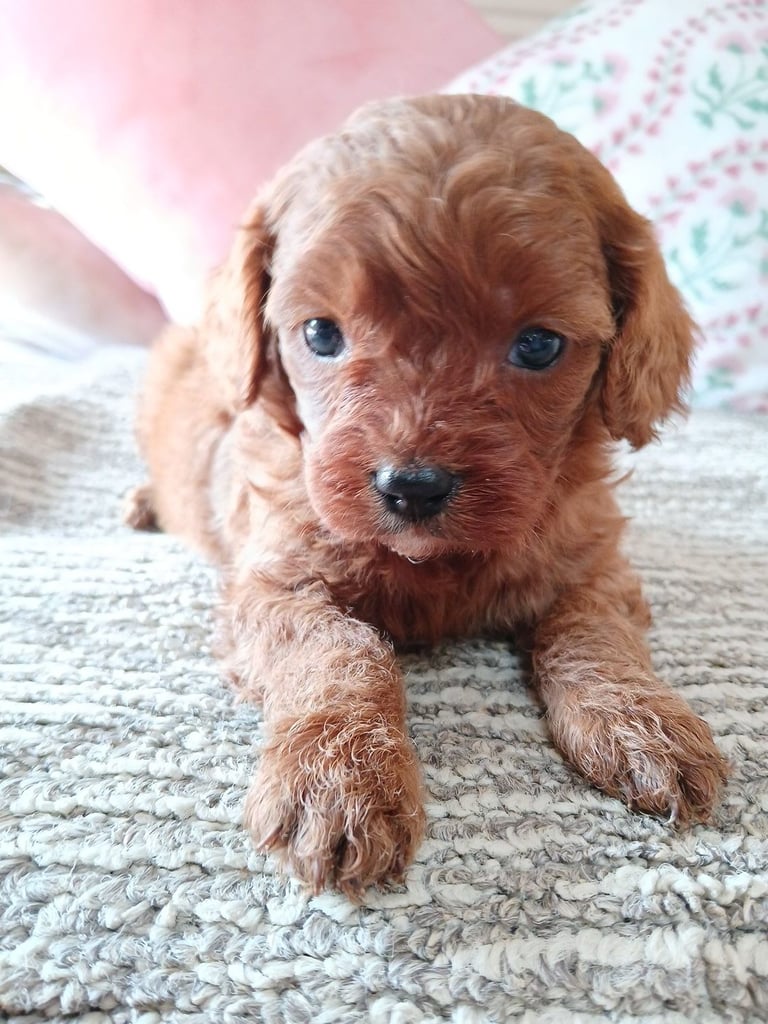 Red Cavapoo puppies for sale