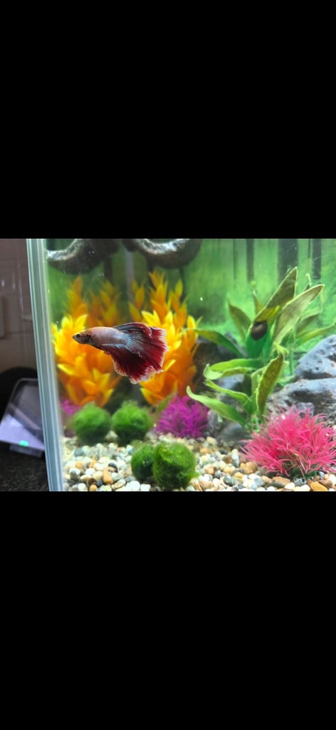 Betta & aquarium 