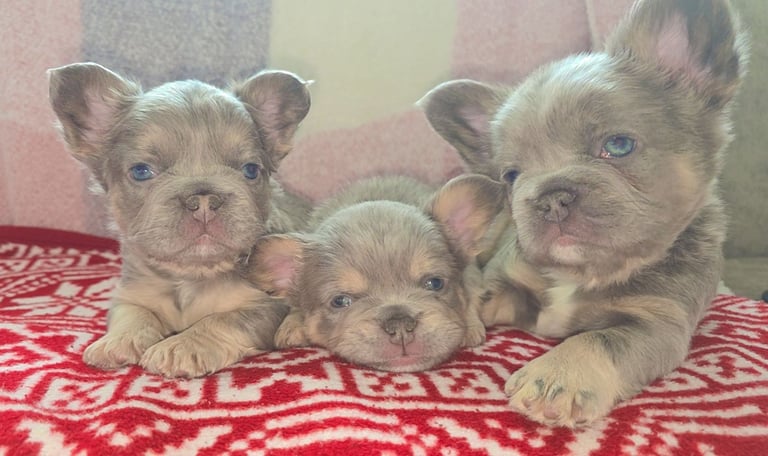 Fluffy isabella and tan frenchbulldogs READY TO LEAVE NOW