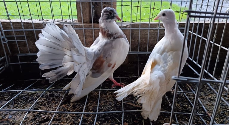 Fancy Pigeons 
